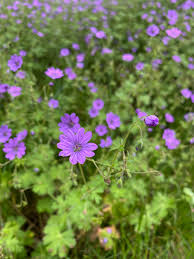 Attēlu rezultāti vaicājumam “Geranium pyrenaicum”