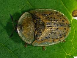 Attēlu rezultāti vaicājumam “Cassida”