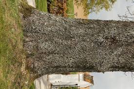 Attēlu rezultāti vaicājumam “Anaptychia ciliaris”