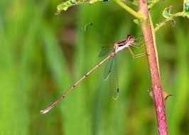 Attēlu rezultāti vaicājumam “Lestidae”