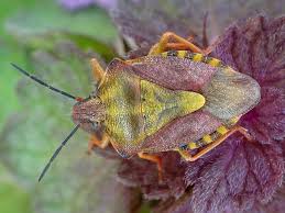 Attēlu rezultāti vaicājumam “Carpocoris purpureipennis”
