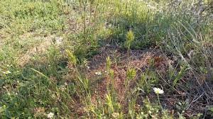 Attēlu rezultāti vaicājumam “Bromus hordeaceus subsp. hordaceus fruit”