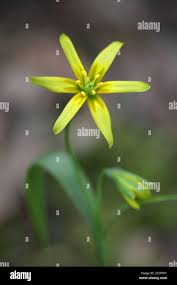 Attēlu rezultāti vaicājumam “Gagea lutea bud”