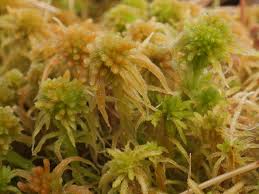 Attēlu rezultāti vaicājumam “Sphagnum flexuosum”