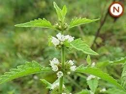 Attēlu rezultāti vaicājumam “Lycopus europaeus”