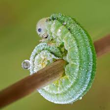 Attēlu rezultāti vaicājumam “Eriocampa ovata larva”