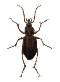 Attēlu rezultāti vaicājumam “Carabus arcensis”