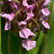 Attēlu rezultāti vaicājumam “Dactylorhiza majalis subsp. baltica flower”