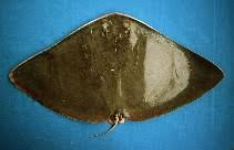 Image result for Gymnura natalensis