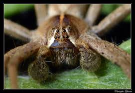 Attēlu rezultāti vaicājumam “Pisaura mirabilis male”