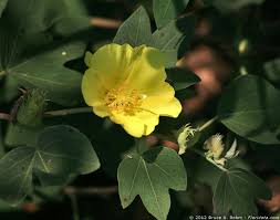 Attēlu rezultāti vaicājumam “Malvaceae”