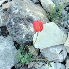 Image result for Alpenmohn