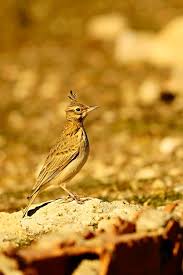 Attēlu rezultāti vaicājumam “Galerida cristata”