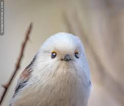 Attēlu rezultāti vaicājumam “Aegithalos caudatus”