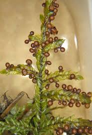 Attēlu rezultāti vaicājumam “Diachea muscorum macro”