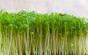 Image result for Gartenkresse