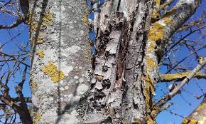 Attēlu rezultāti vaicājumam “Biscogniauxia marginata”