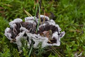 Attēlu rezultāti vaicājumam “Phellodon melaleucus”