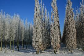 Attēlu rezultāti vaicājumam “Quercus robur Fastigiata”