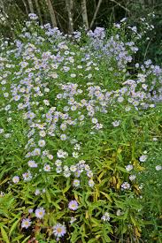 Attēlu rezultāti vaicājumam “Symphyotrichum x salignum”