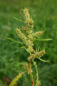 Attēlu rezultāti vaicājumam “Rumex maritimus leaf”