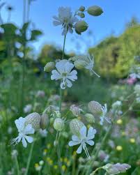 Attēlu rezultāti vaicājumam “Silene tatarica flower”