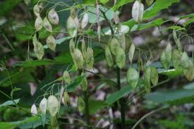Attēlu rezultāti vaicājumam “Lunaria rediviva fruit”