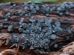 Attēlu rezultāti vaicājumam “Mollisia cinerea”