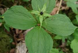 Attēlu rezultāti vaicājumam “Paris quadrifolia fruit”
