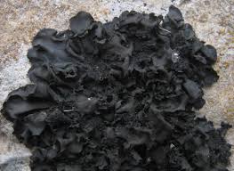 Attēlu rezultāti vaicājumam “Collema”