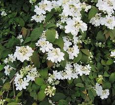 Attēlu rezultāti vaicājumam “Adoxaceae”