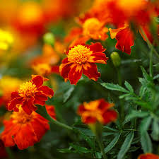 Attēlu rezultāti vaicājumam “Tagetes flower”