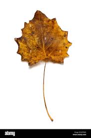 Attēlu rezultāti vaicājumam “Populus tremula leaf”