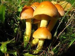 Attēlu rezultāti vaicājumam “Hypholoma lateritium”