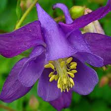 Image result for Aquilegia vulgaris