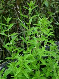 Attēlu rezultāti vaicājumam “Lycopus europaeus leaf”