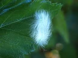 Attēlu rezultāti vaicājumam “Acronicta leporina larva”