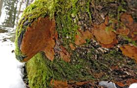 Attēlu rezultāti vaicājumam “Rigidoporus crocatus”