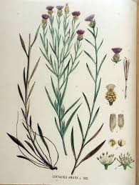 Attēlu rezultāti vaicājumam “Centaurea jacea”