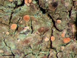 Attēlu rezultāti vaicājumam “Cliostomum corrugatum”