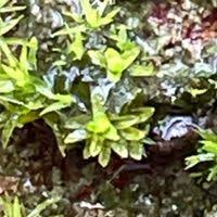 Attēlu rezultāti vaicājumam “Orthotrichum, Nyholmiella”