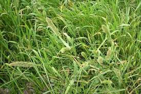 Attēlu rezultāti vaicājumam “Polypogon tentacularius”