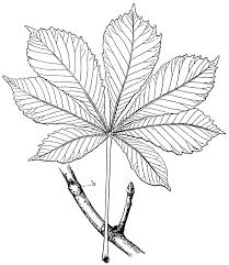 Attēlu rezultāti vaicājumam “Aesculus hippocastanum leaf”