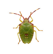 Attēlu rezultāti vaicājumam “Acanthosoma haemorrhoidale imago”