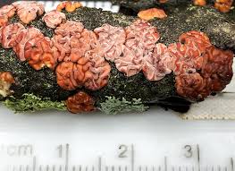 Attēlu rezultāti vaicājumam “Peniophora rufa”