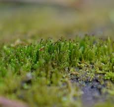 Attēlu rezultāti vaicājumam “Anastrophyllum hellerianum”