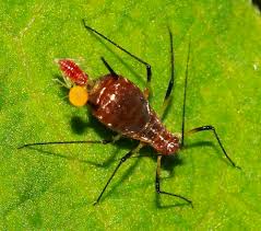 Attēlu rezultāti vaicājumam “Uroleucon hypochoeridis”