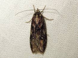 Attēlu rezultāti vaicājumam “Semioscopis oculella”