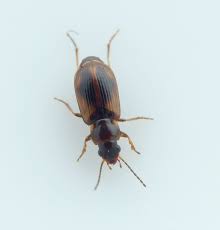 Attēlu rezultāti vaicājumam “Acupalpus flavicollis”