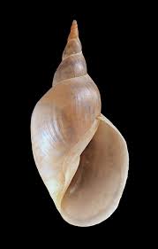 Attēlu rezultāti vaicājumam “Lymnaeidae”